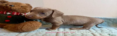 Miniature Dachshund 1
