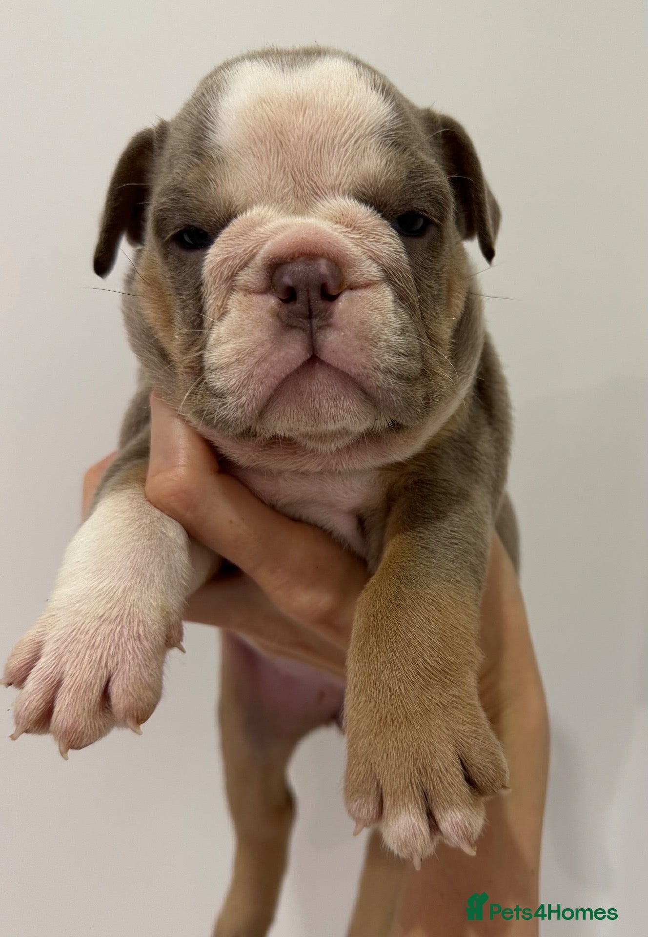 English Bulldog dogs KC English Bulldogs - stunning & health tested - Advert 11