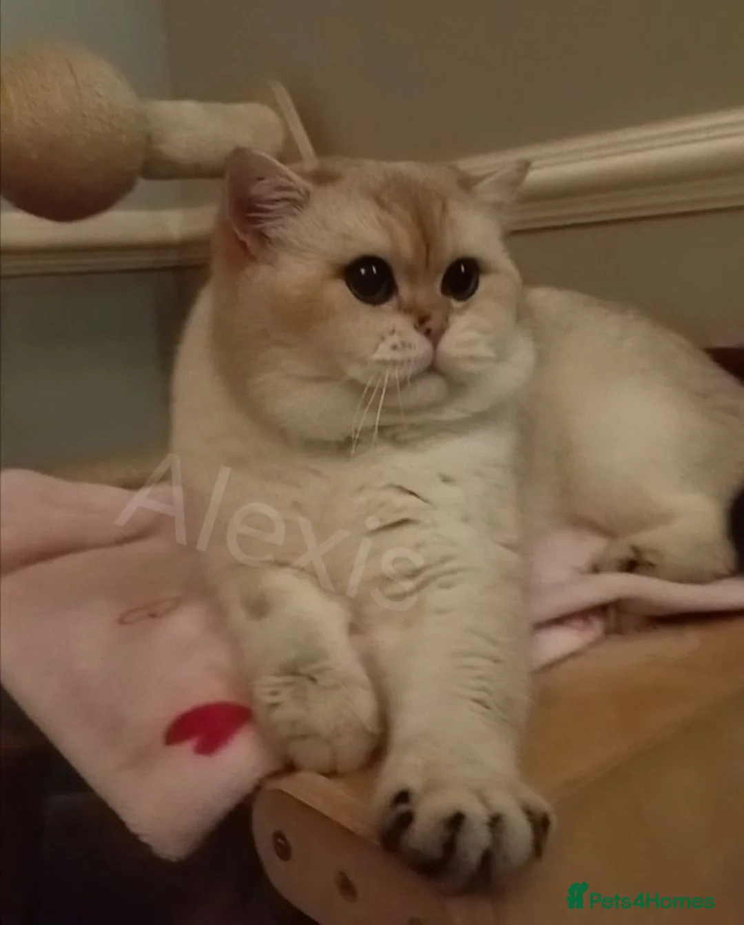 British Shorthair cats for sale: Quality GCCF British Shorthair Male  - Advert 2