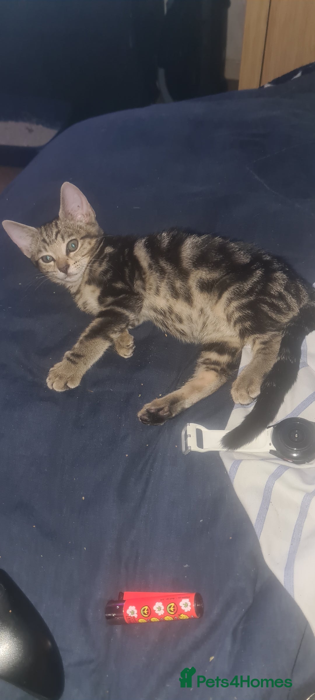 Bengal cats for sale: Mixed bengal kittens   - Image 5
