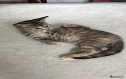 Mixed Breed cats for sale: Beautiful kittens ready for loving new homes.  - Image 15