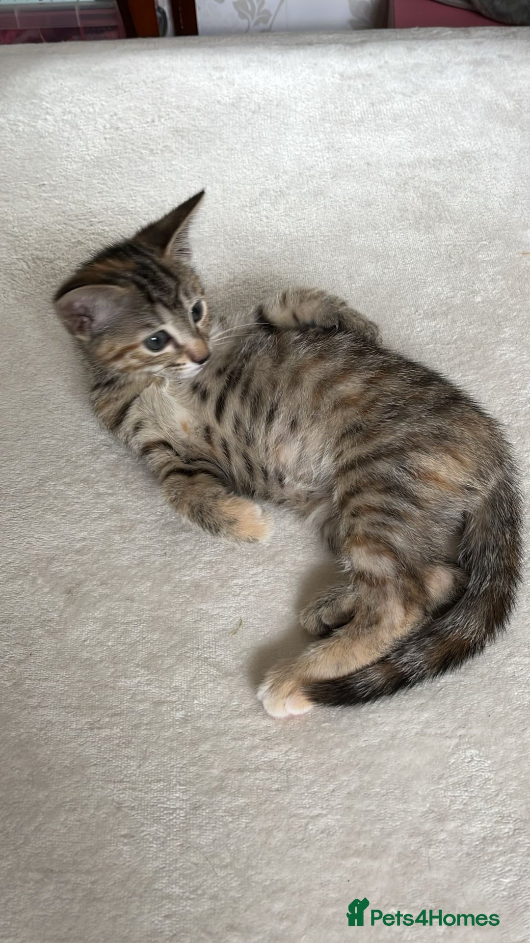 Mixed Breed cats for sale: Beautiful kittens ready for loving new homes.  - Image 15