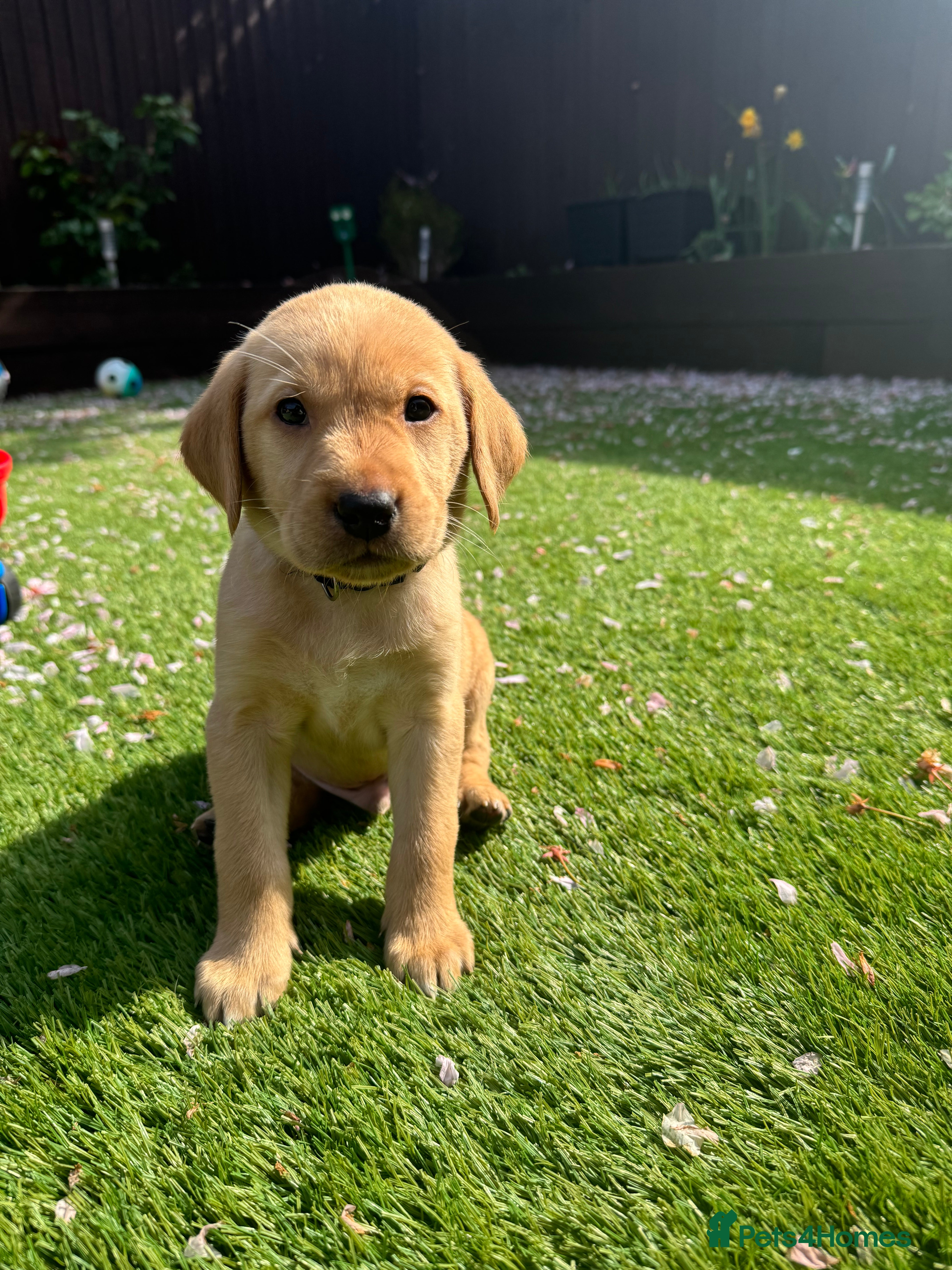 Labrador Retriever dogs Fox red Labrador puppies  - Advert 5