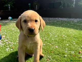 Labrador Retriever dogs Fox red Labrador puppies - Advert 5