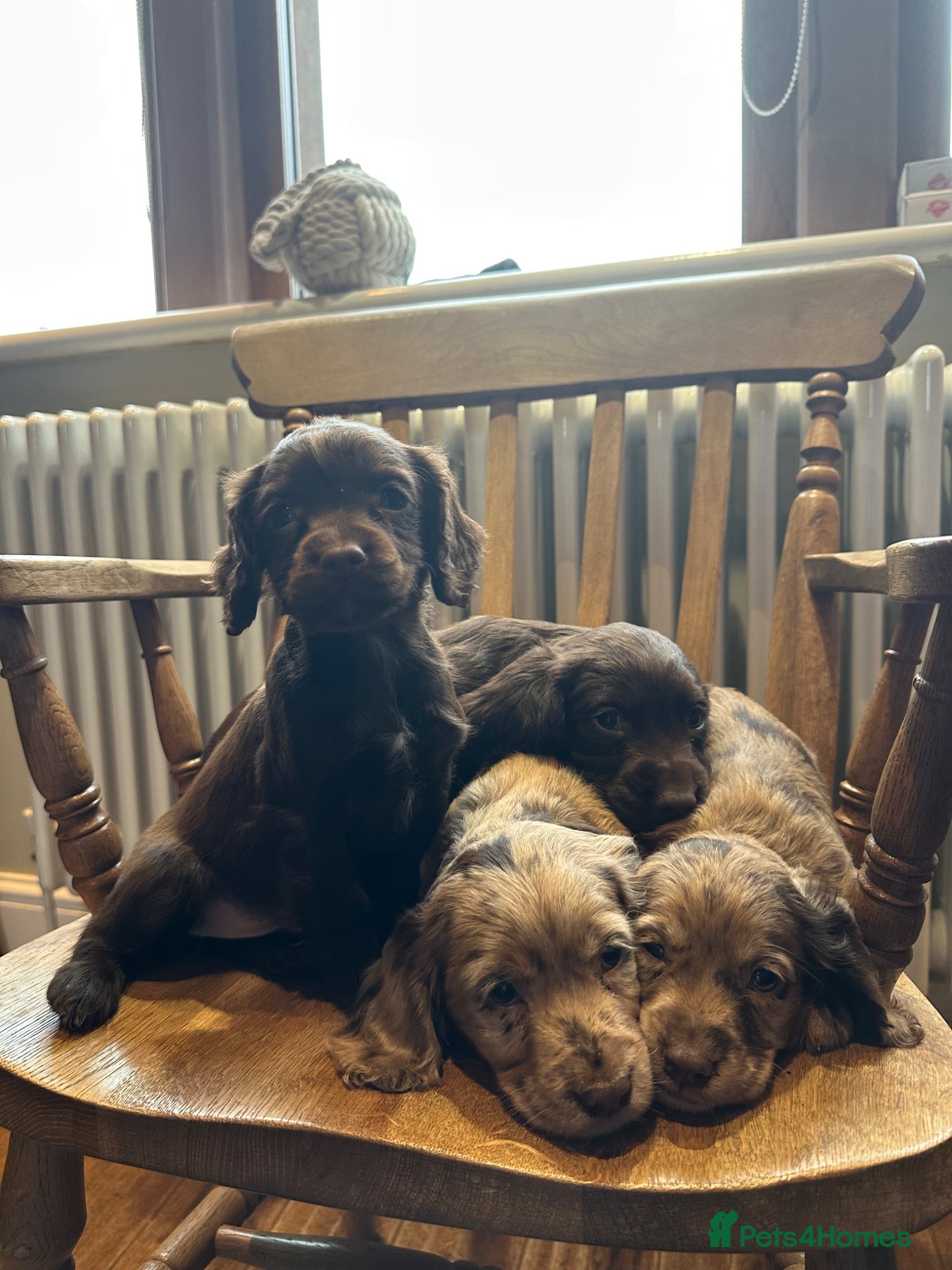 Cocker Spaniel dogs Working cocker spaniel puppies - Advert 13