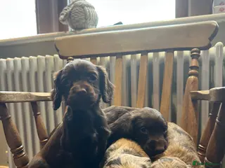Cocker Spaniel dogs Working cocker spaniel puppies - Advert 17