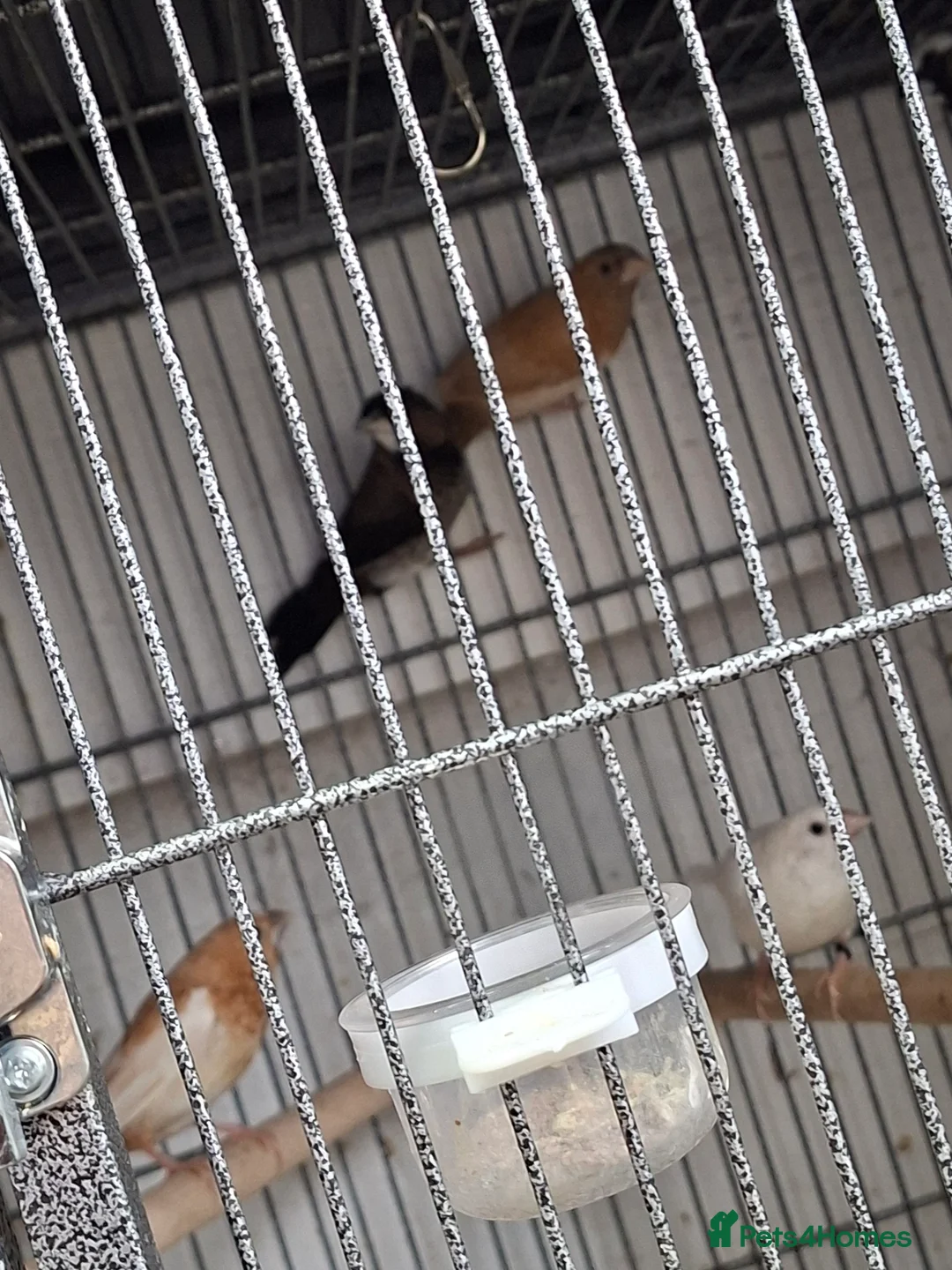 Finches birds for sale: Bengalese finches  - Advert 2