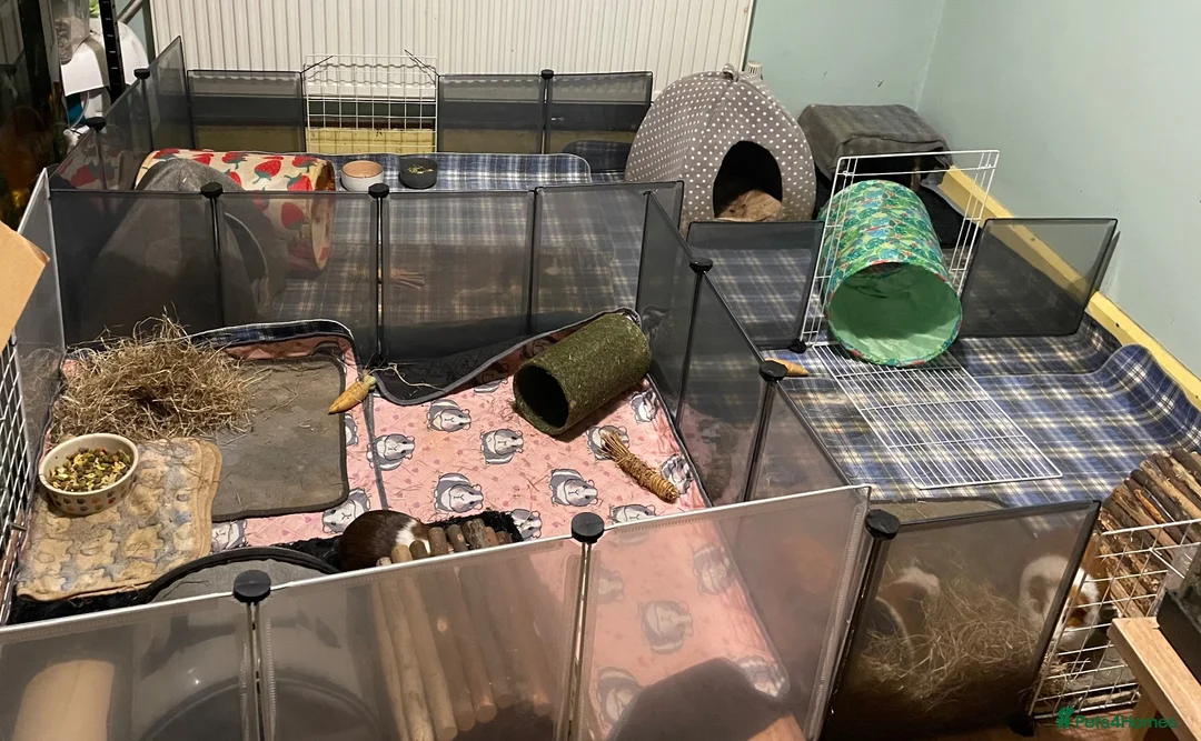 Guinea Pig rodents for sale: Buzz & Hobnob – Male Guinea Pigs - Advert 5