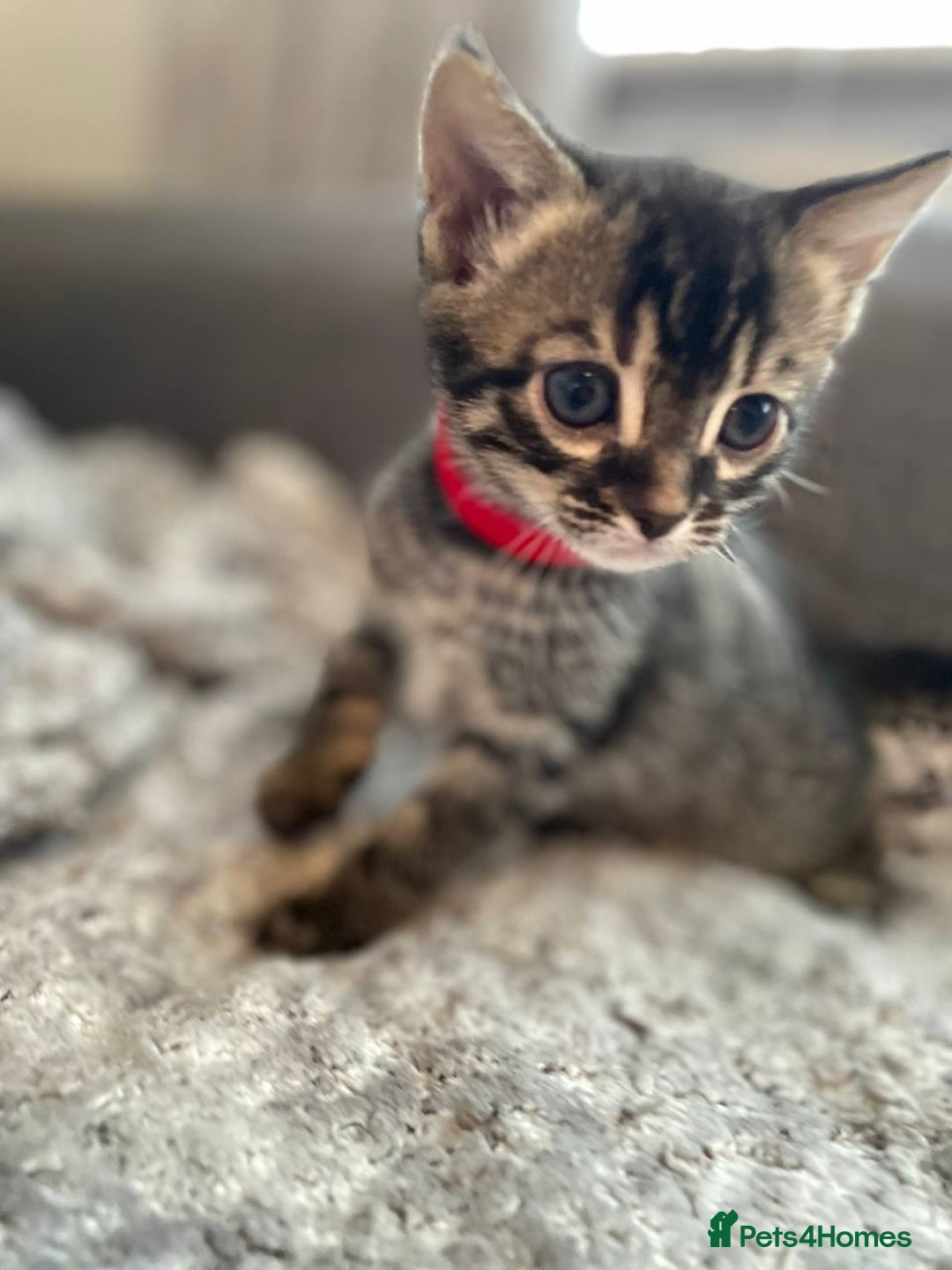 Bengal cats for sale: Charcoal Bengal kitten  - Image 7