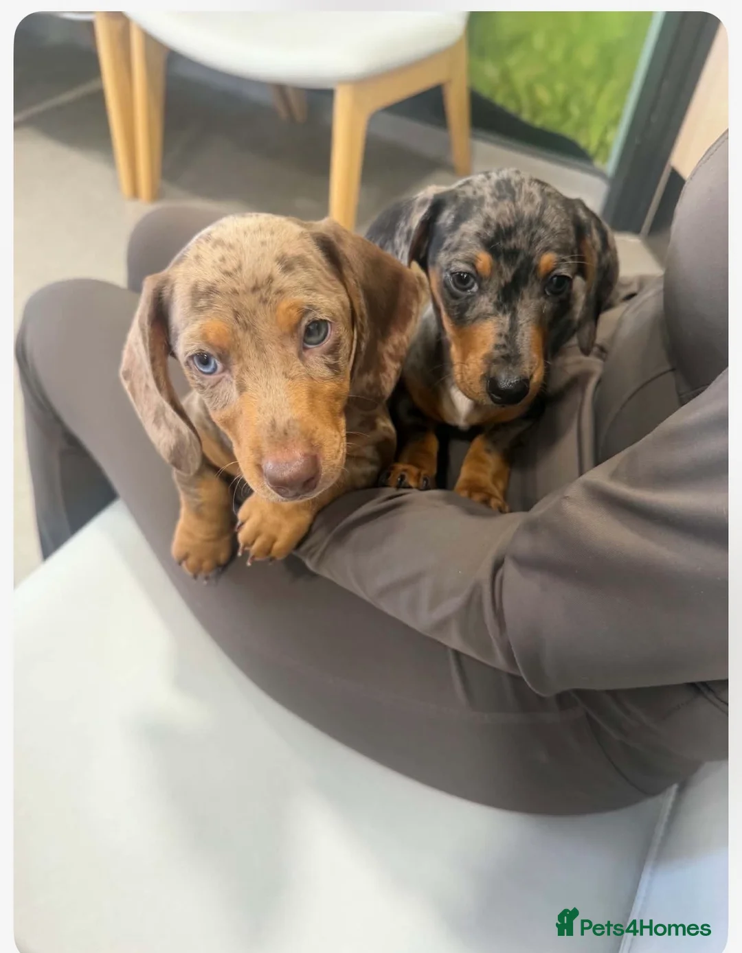 Miniature Dachshund dogs for sale: Miniature dachshund puppies - Advert 2