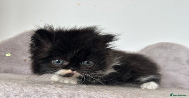 Persian cats - Advert 7