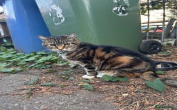 Domestic Shorthair cats for sale: FREE SHORTHAIR - Image 1