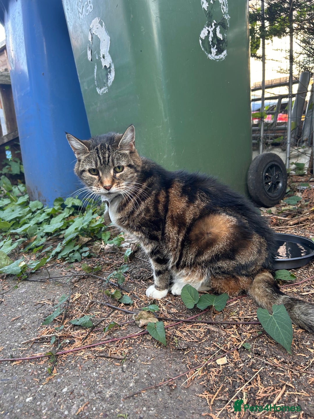 Domestic Shorthair cats for sale: FREE SHORTHAIR - Image 1