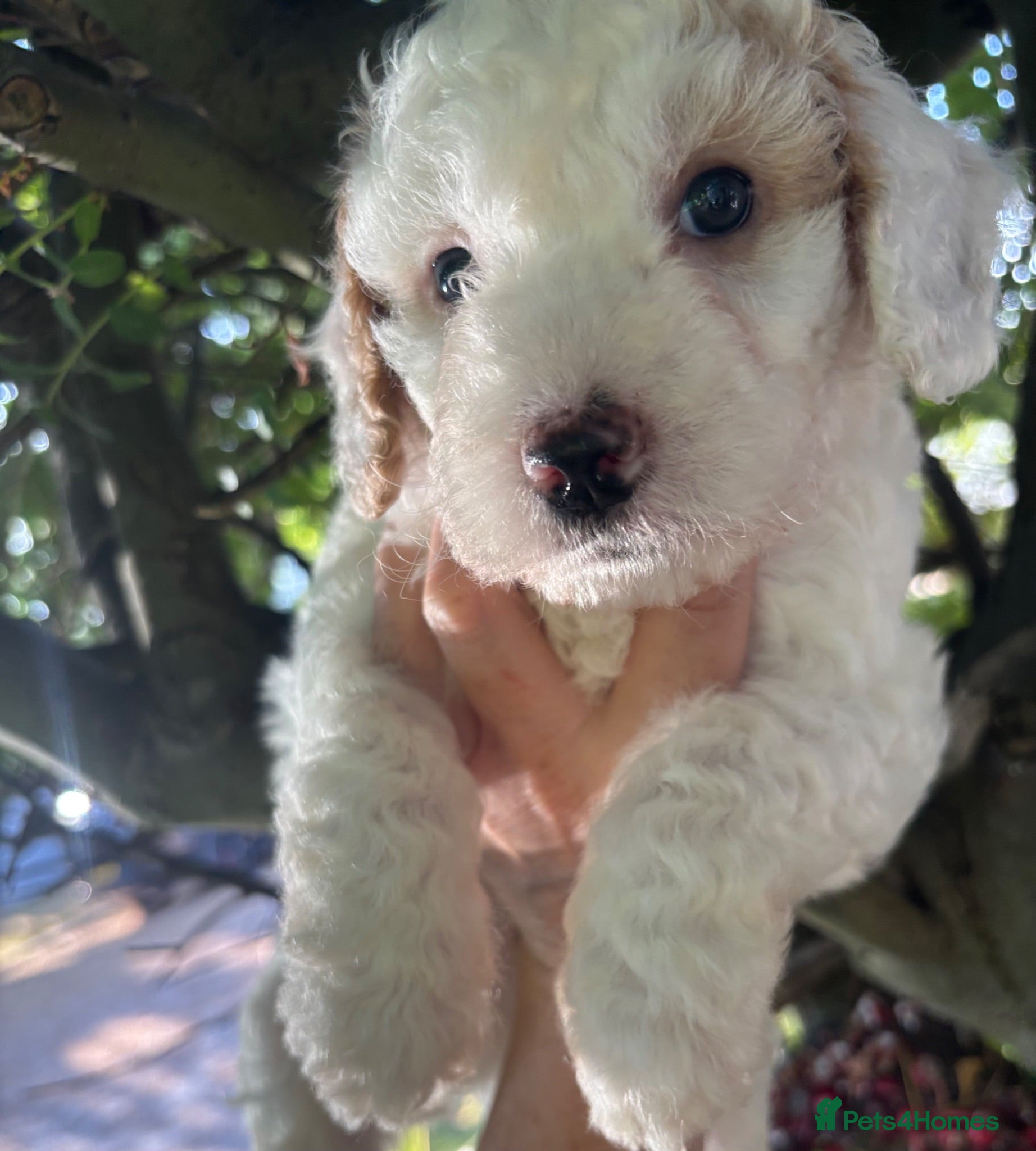 Cockapoo dogs ⚽️HARRY &🌸THELMA🌸READY NOW in CHESHIRE. 8 WKS 🌼 - Advert 2