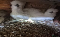 Chickens poultry for sale: Bearded silkies for sale - Image 3