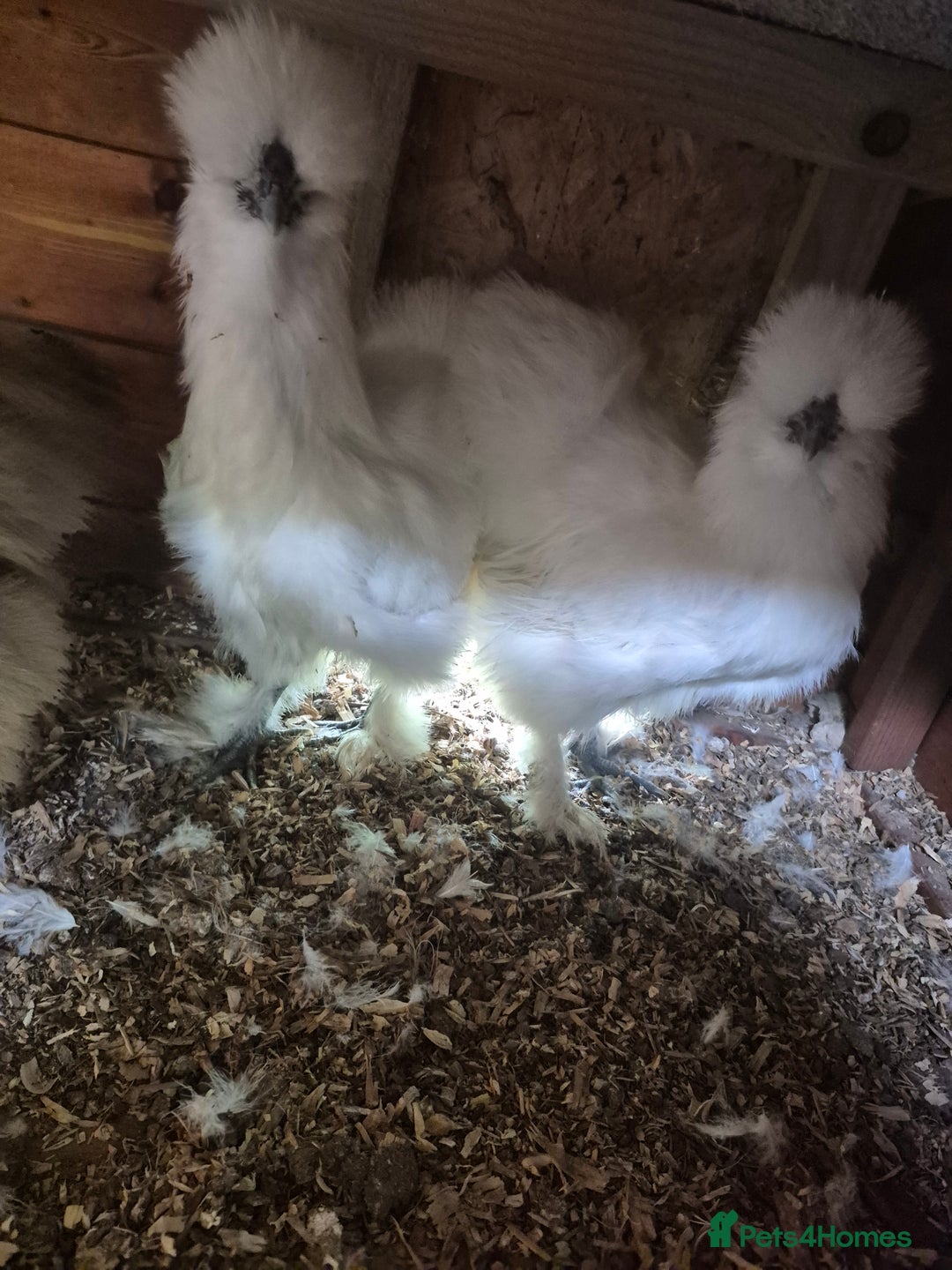 Chickens poultry for sale: Bearded silkies for sale - Image 3