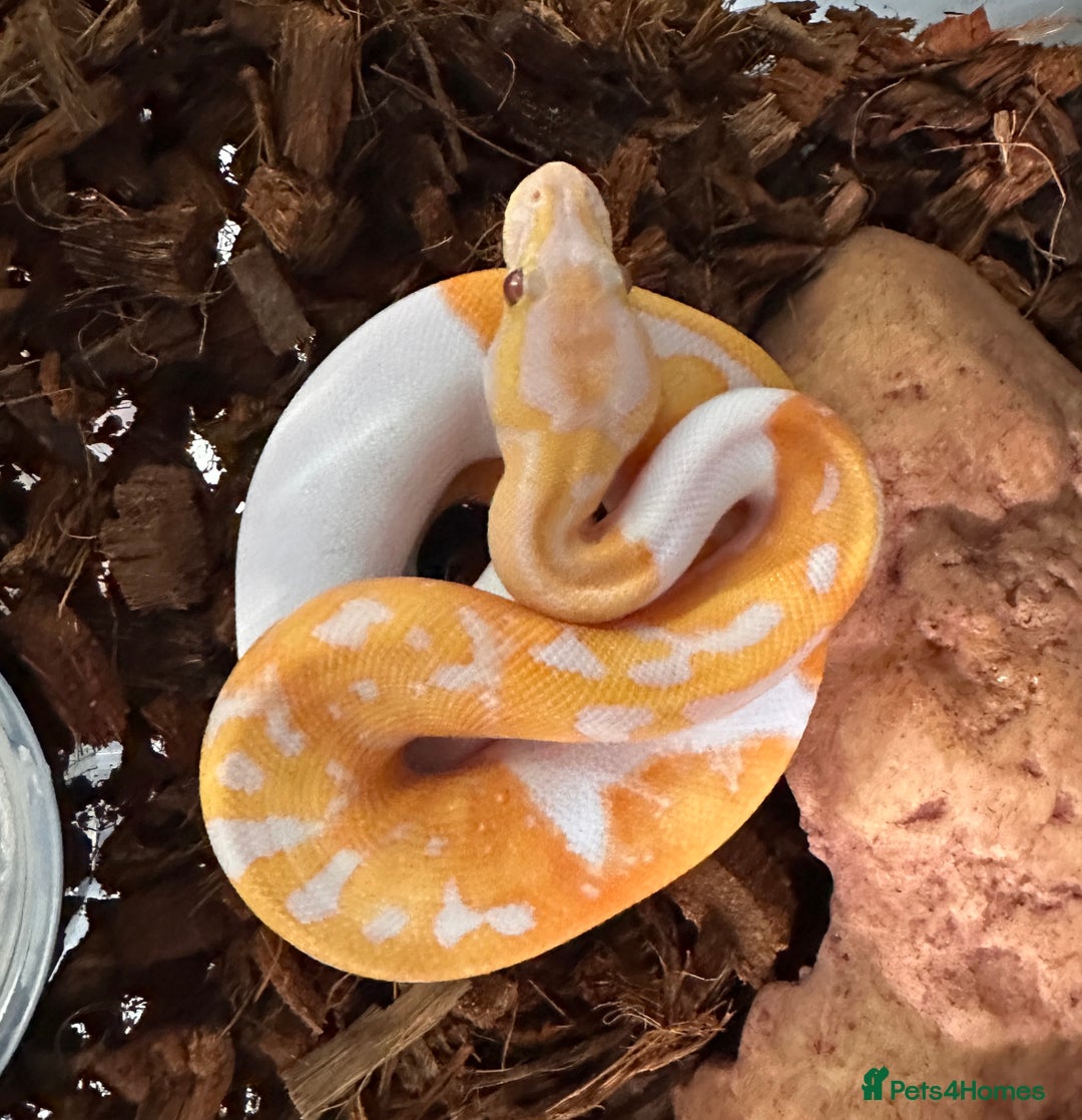 Python Snake reptiles for sale: Albino Lavender Pied ‘Dreamsicle’ Ball Pythons - Advert 5
