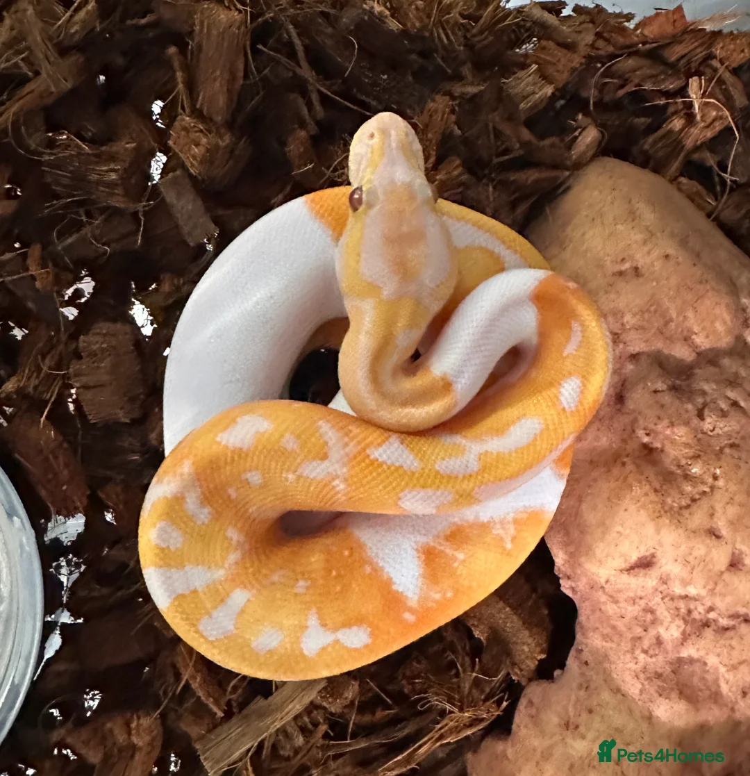 Python Snake reptiles for sale: Albino Lavender Pied ‘Dreamsicle’ Ball Pythons - Advert 5