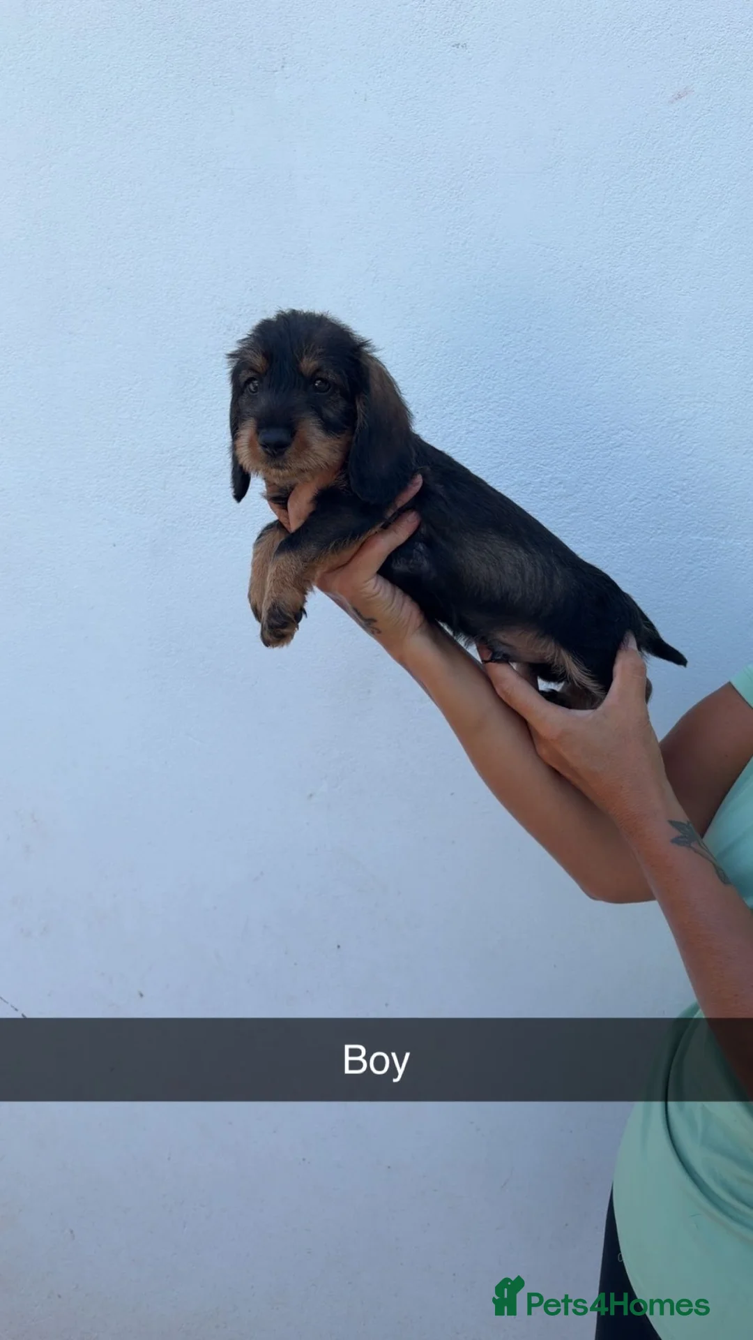 Dachshund dogs for sale: wire haired dachshund - Advert 5