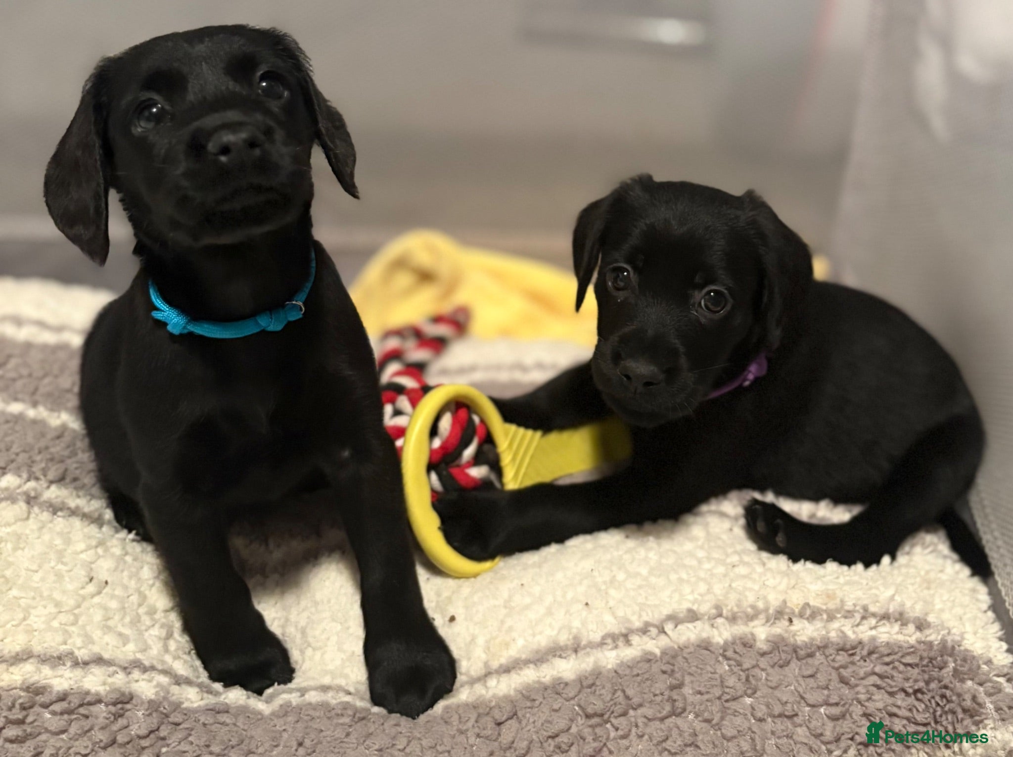 Cockerdor dogs Female Cockerdor puppies    - Advert 1