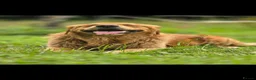 Golden Shepherd dogs for sale: Golden shepherd's  - Advert 9