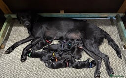 Labrador Retriever dogs for sale: Beautiful Pedigree Black Labrador Puppies - Image 3