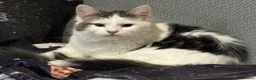 Mixed Breed cats for adoption: Sisters 8 mnts spayed very playful but nervous - Advert 2