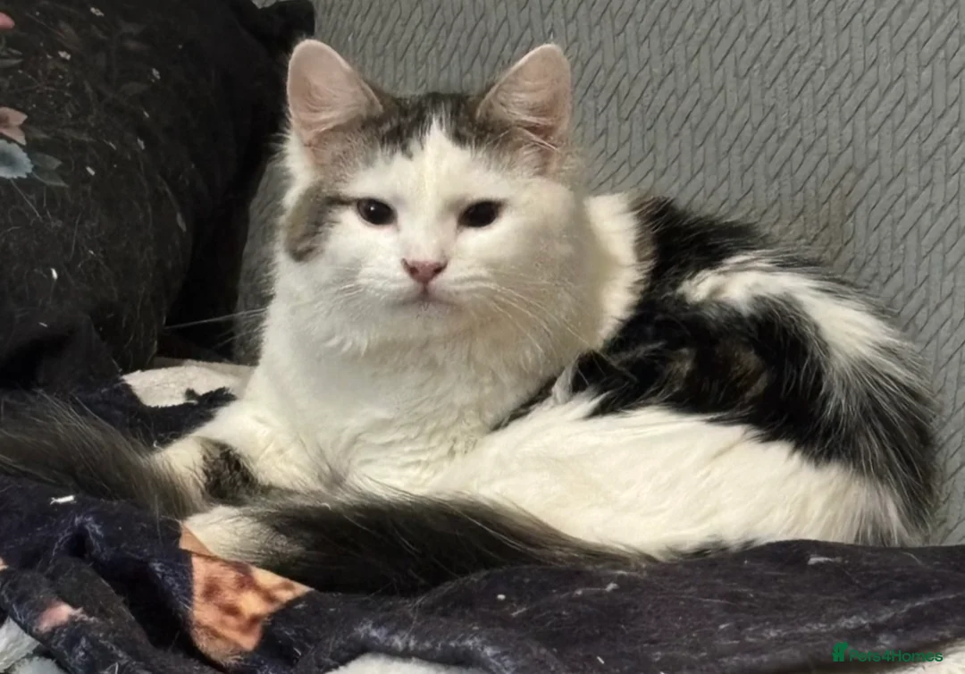 Mixed Breed cats for adoption: Sisters 8 mnts spayed very playful but nervous - Advert 2