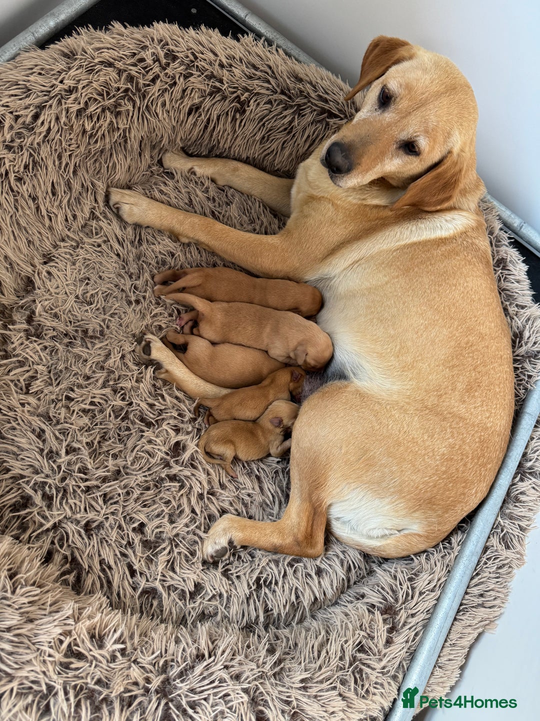 Labrador Retriever dogs for sale: "LAST MALE" Ready To Leave - Image 5