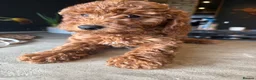 Cockapoo dogs for sale: 🐶🤎 3 cockapoo girls ready for loving home 🤎🤎 - Advert 3