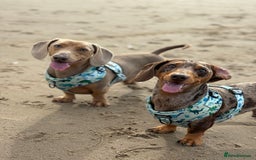 Miniature Dachshund dogs for sale: 2 Minature Dachshund - Image 3