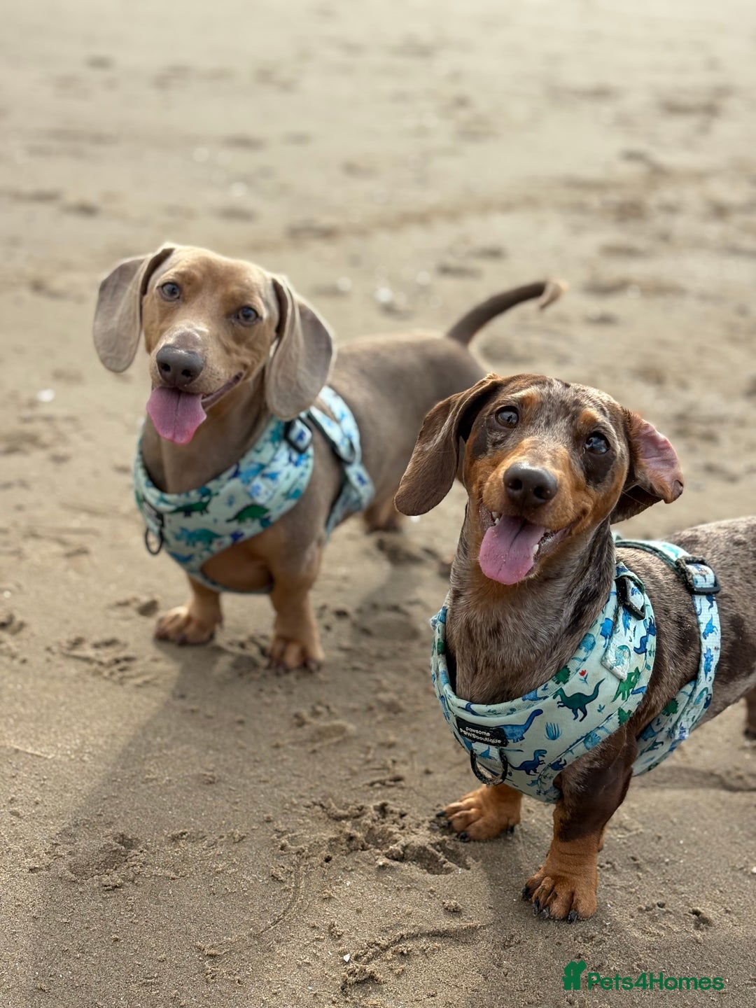 Miniature Dachshund dogs for sale: 2 Minature Dachshund - Image 3