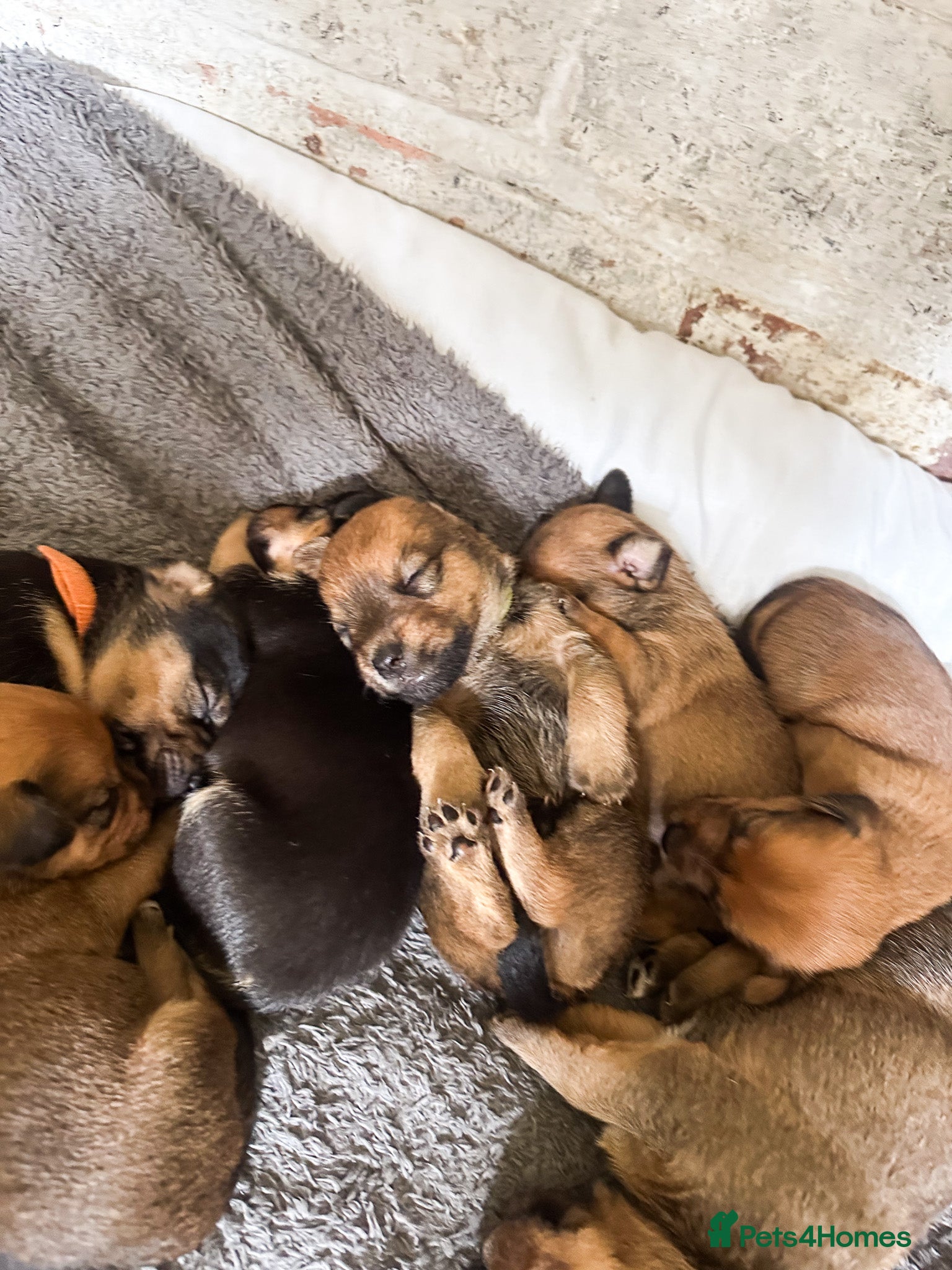 Mixed Breed dogs for sale: Patterdale X Lakeland Puppies for Sale in Letchworth Garden City - Advert 31
