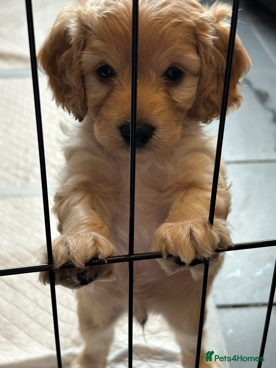 Cockapoo dogs for sale: F2 Cockapoo Puppies - Image 9