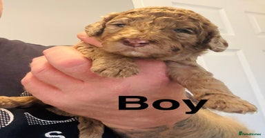 Cockapoo dogs - Advert 2