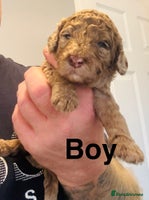 Cockapoo dogs - Advert 12