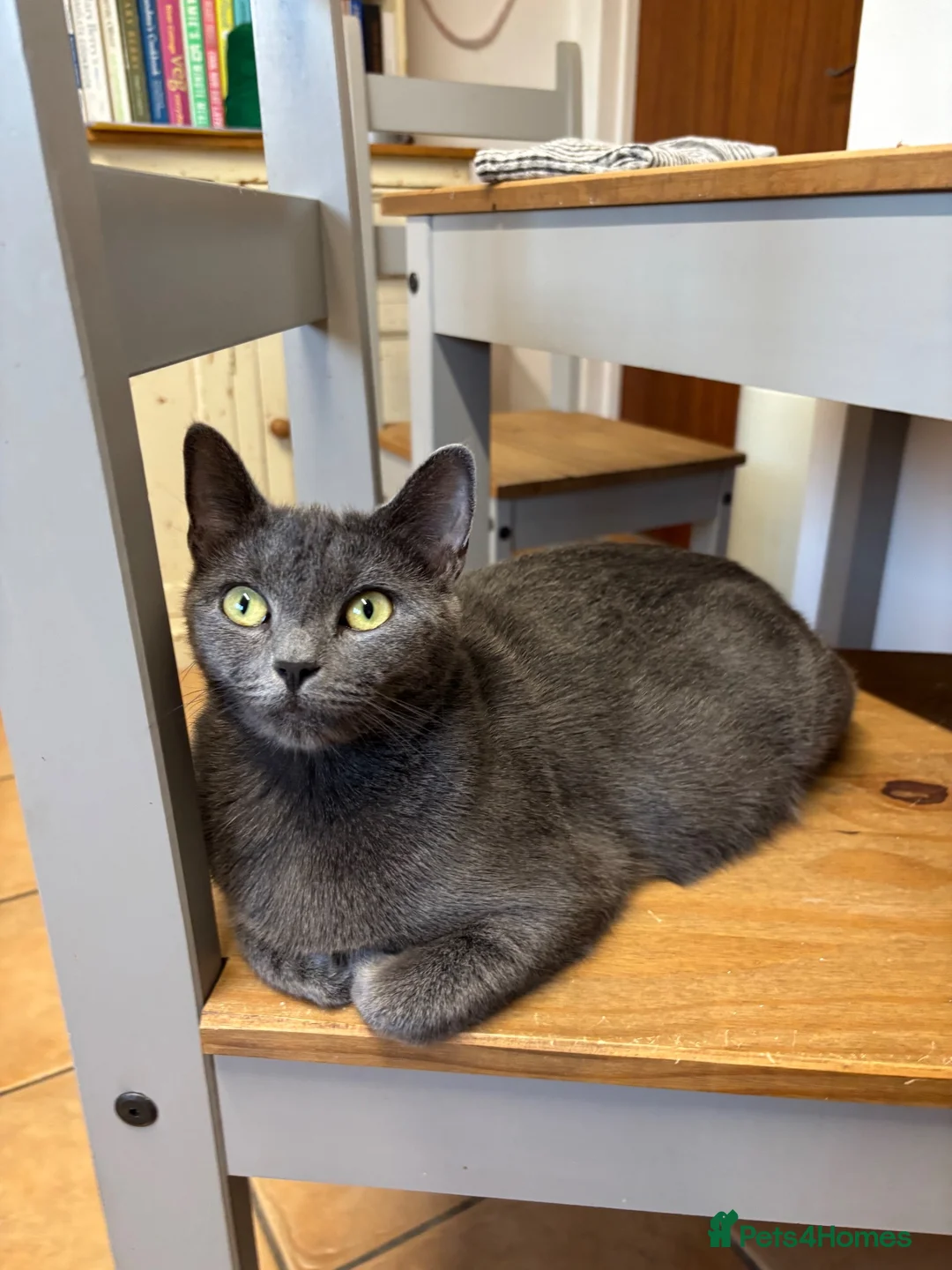 Mixed Breed cats for sale: Beautiful kittens looking for homes. - Advert 1