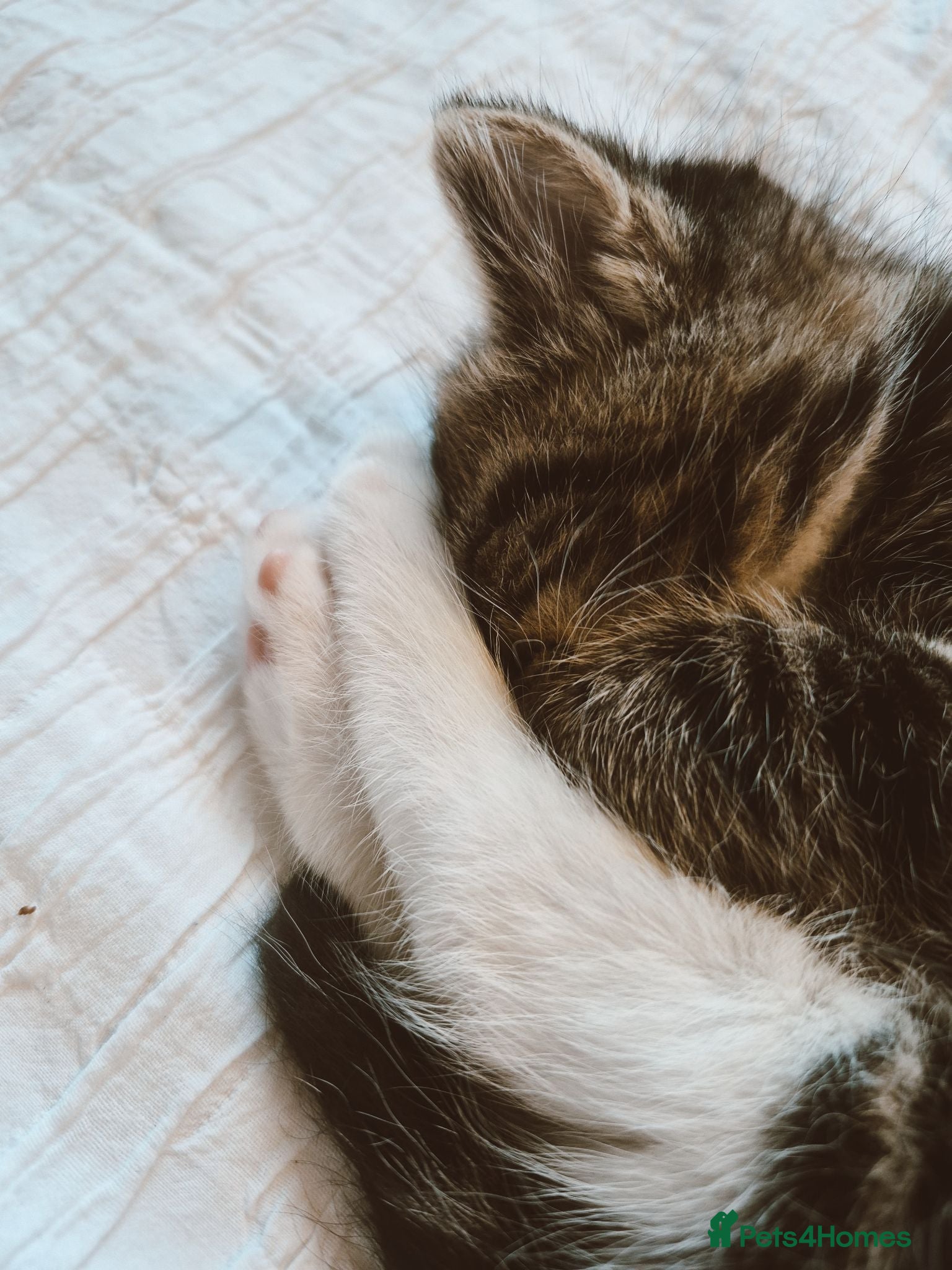 Domestic Shorthair cats One kitten looking for a forever home  - Advert 1