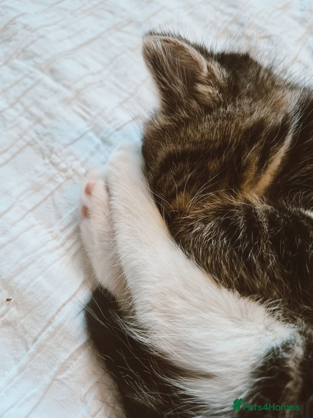 Domestic Shorthair cats for sale: One kitten looking for a forever home  - Advert 4