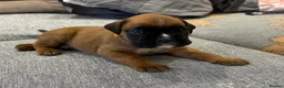 Boxer dogs for sale: Beautiful, KC registerd boxer puppies for sale - Advert 20