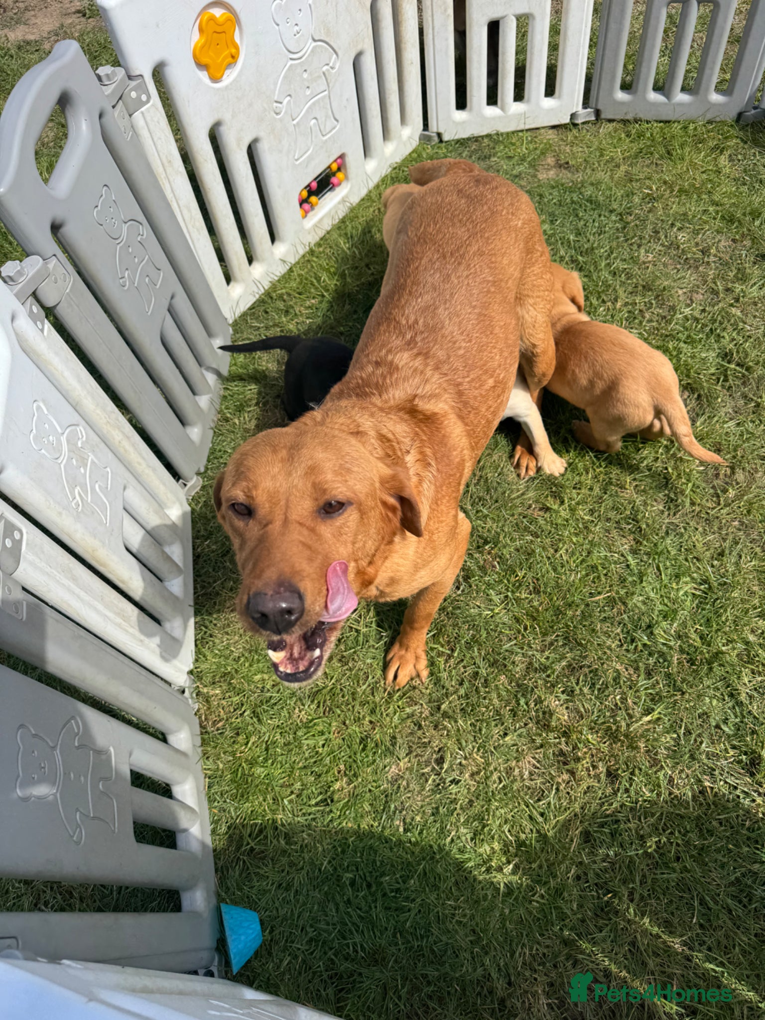Labrador Retriever dogs  kc registered Labrador puppies  - Advert 5