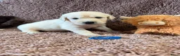 Golden Retriever dogs for sale: Gorgeous pups 2 boys - all tested - Advert 9