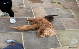 Cavapoo dogs for sale: 2 boys left looking for there forever homes - Image 22