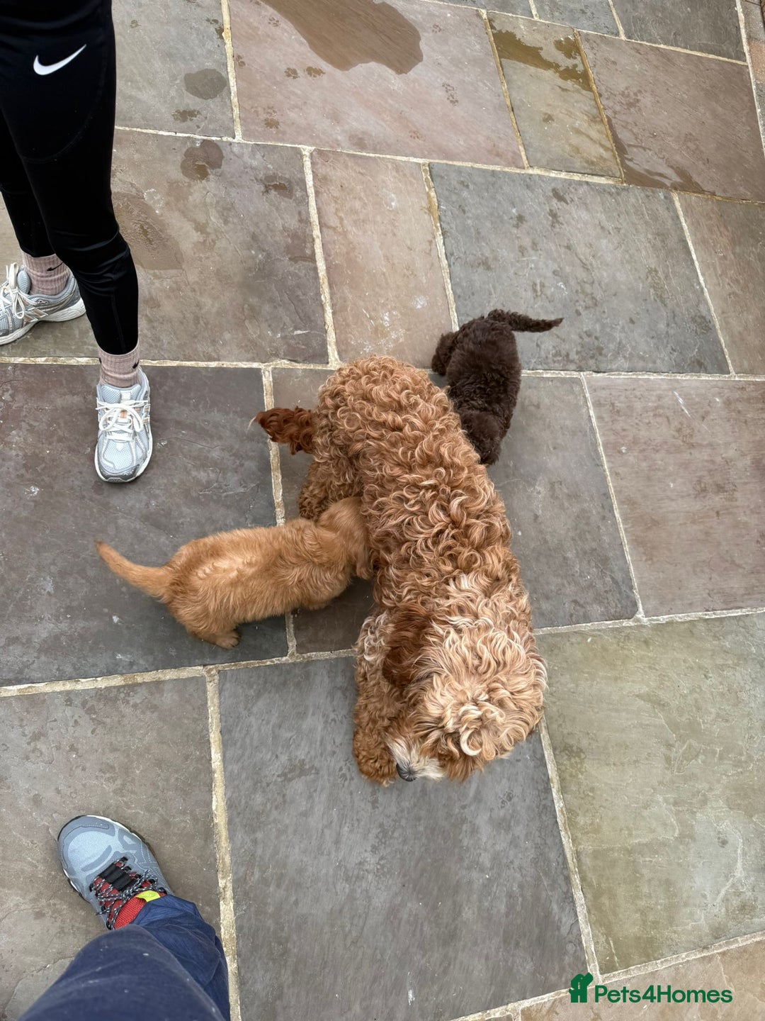 Cavapoo dogs for sale: 2 boys left looking for there forever homes - Image 22