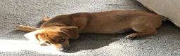 Mixed Breed dogs for sale: 3 beautiful playful puppies ready to go - Advert 8