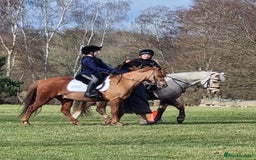 Riding pony horses for sale: 12.3 hands chestnut gelding  - Image 3