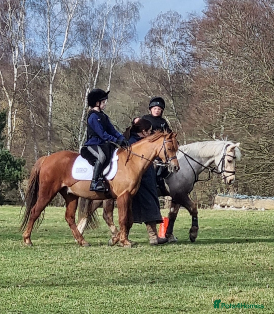 Riding pony horses for sale: 12.3 hands chestnut gelding  - Image 3
