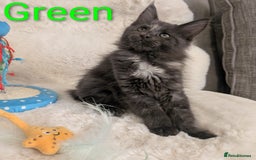Maine Coon cats for sale: ✨ Stunning Maine Coon Kittens Ready Now ✨ - Image 1
