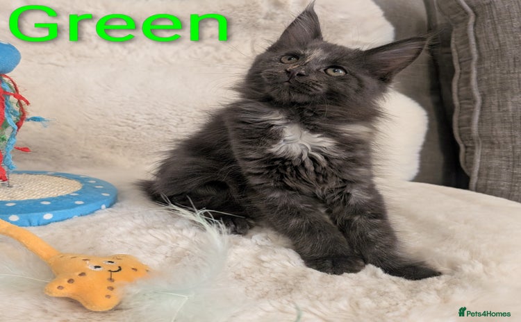Maine Coon cats - Advert 8