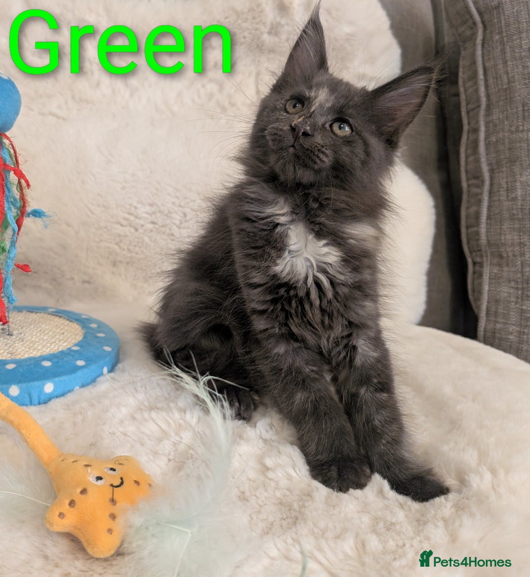Maine Coon cats for sale: ✨ Stunning Maine Coon Kittens Ready Now ✨ - Image 1